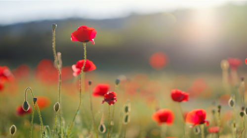 Some Red Flowers